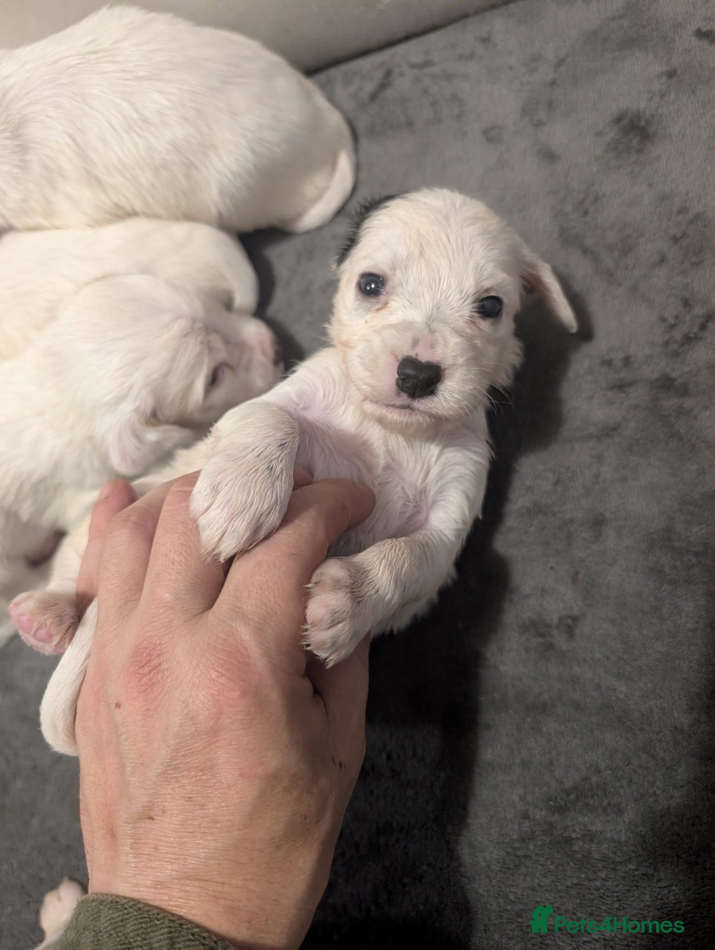 English Setter dogs Field type English Setters - Advert 13