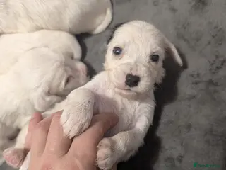 English Setter dogs Field type English Setters - Advert 13