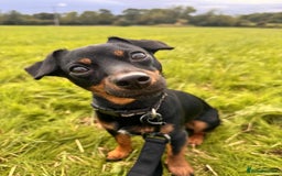 Mixed Breed dogs for sale: Miniature JackChi Puppy’s for sale.  - Image 2