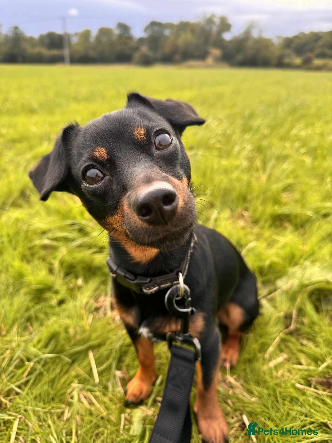 Mixed Breed dogs for sale: Miniature JackChi Puppy’s for sale.  - Image 2