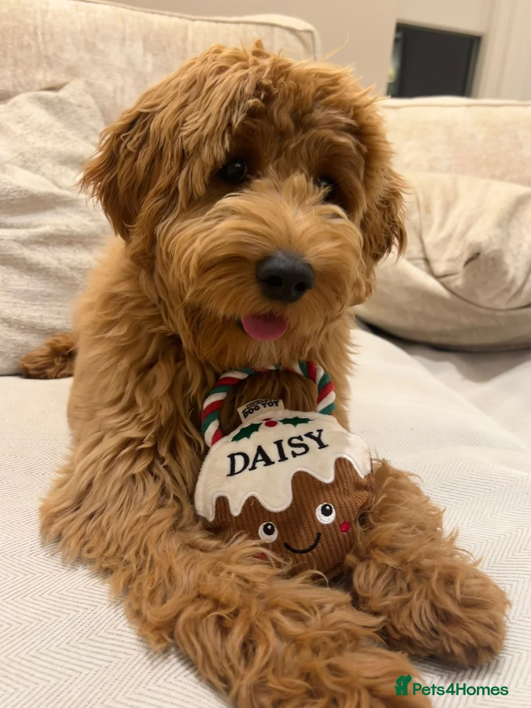 Australian Labradoodle dogs for sale: WAITING LIST Australian Labradoodles - RED & TUX  - Advert 5