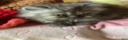 Persian cats for sale: Kitten Persian  in Liverpool - Advert 3