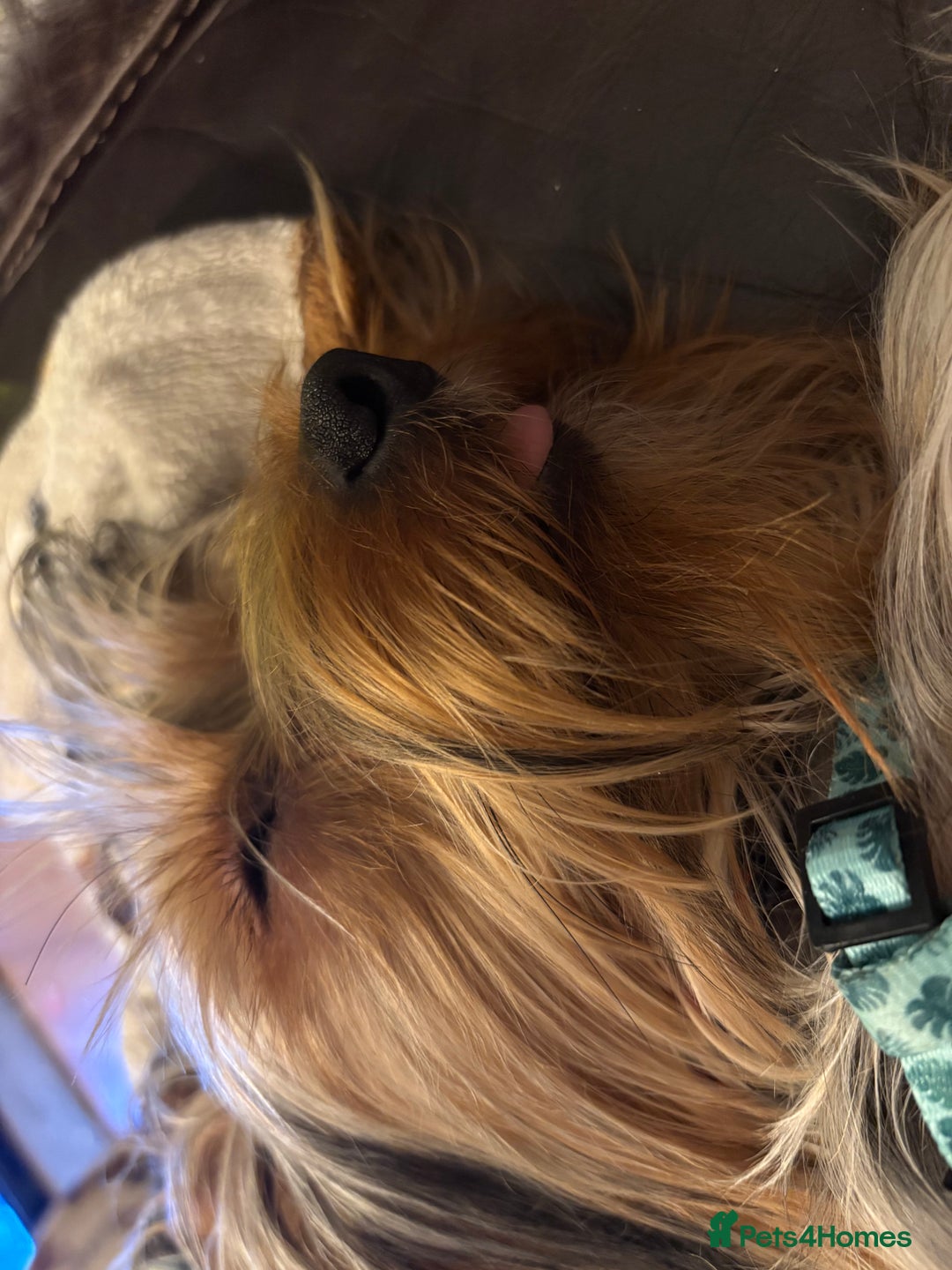 Yorkshire Terrier dogs for stud: For STUD - Advert 18