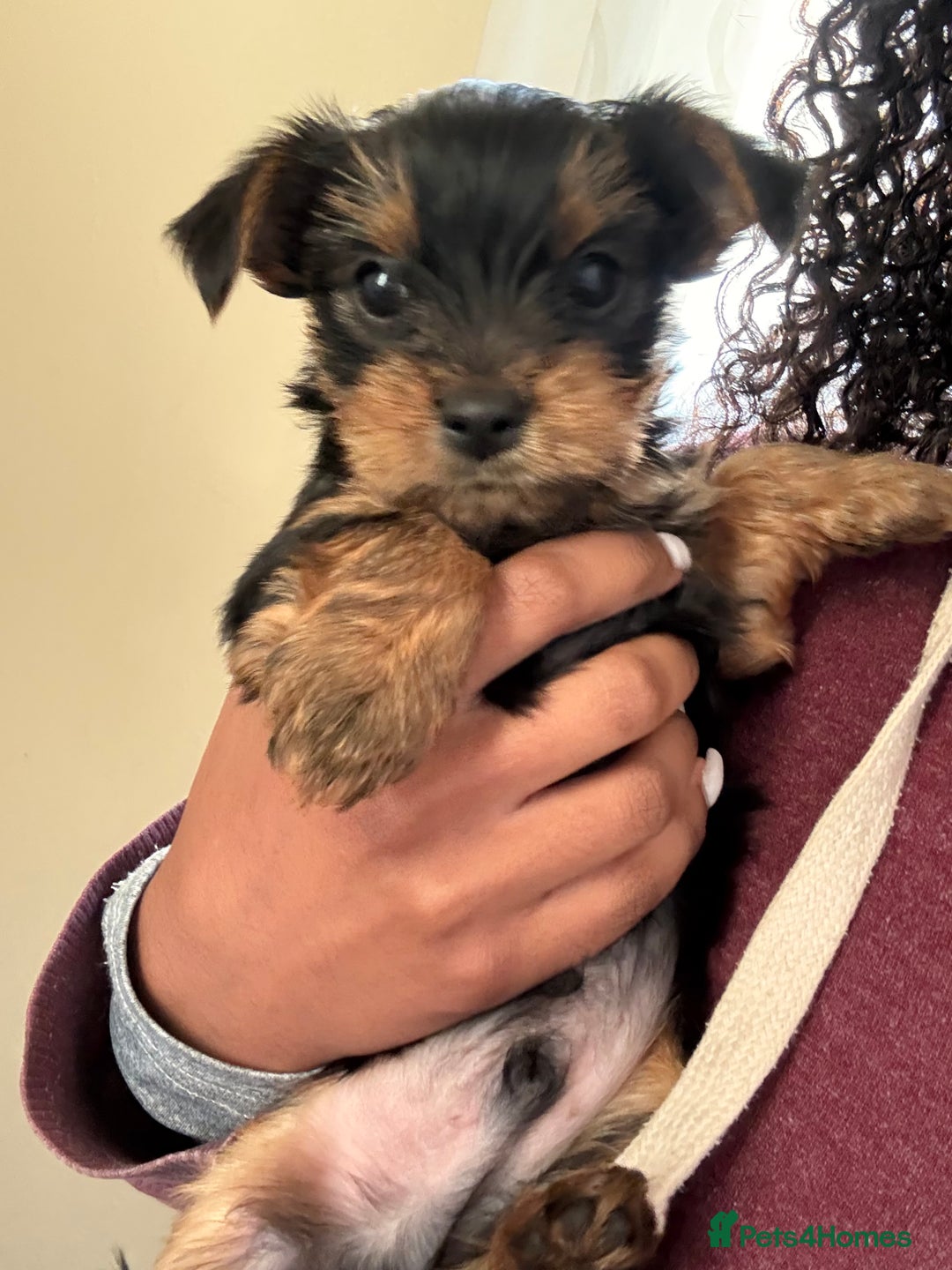 Yorkshire Terrier dogs for sale: Yorkshire Terrier puppies  - Image 8