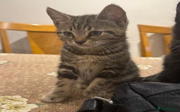Mixed Breed cats for sale: Tuxedo/tabby mix bread cat - Image 11