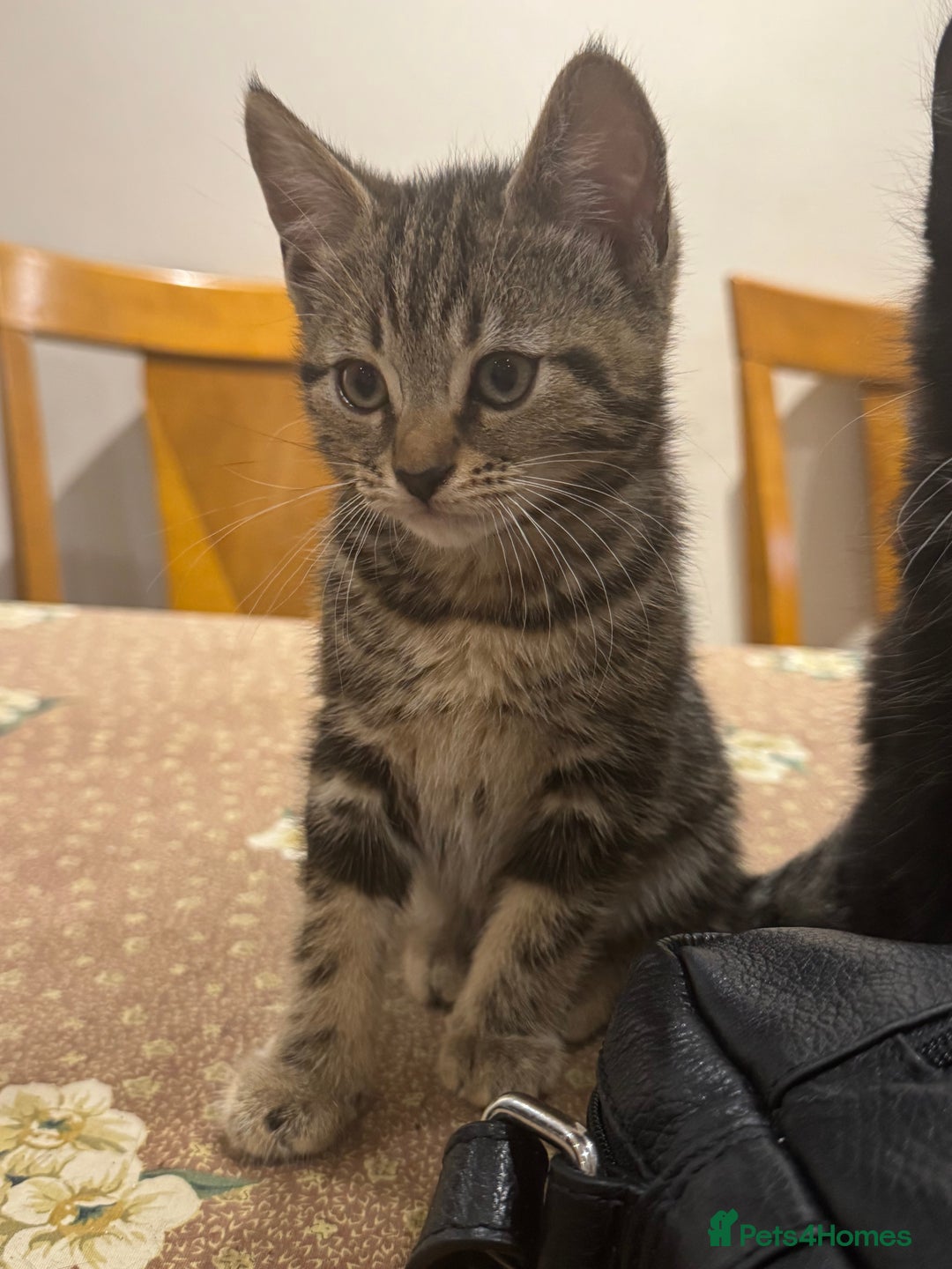 Mixed Breed cats for sale: Tuxedo/tabby mix bread cat - Image 11