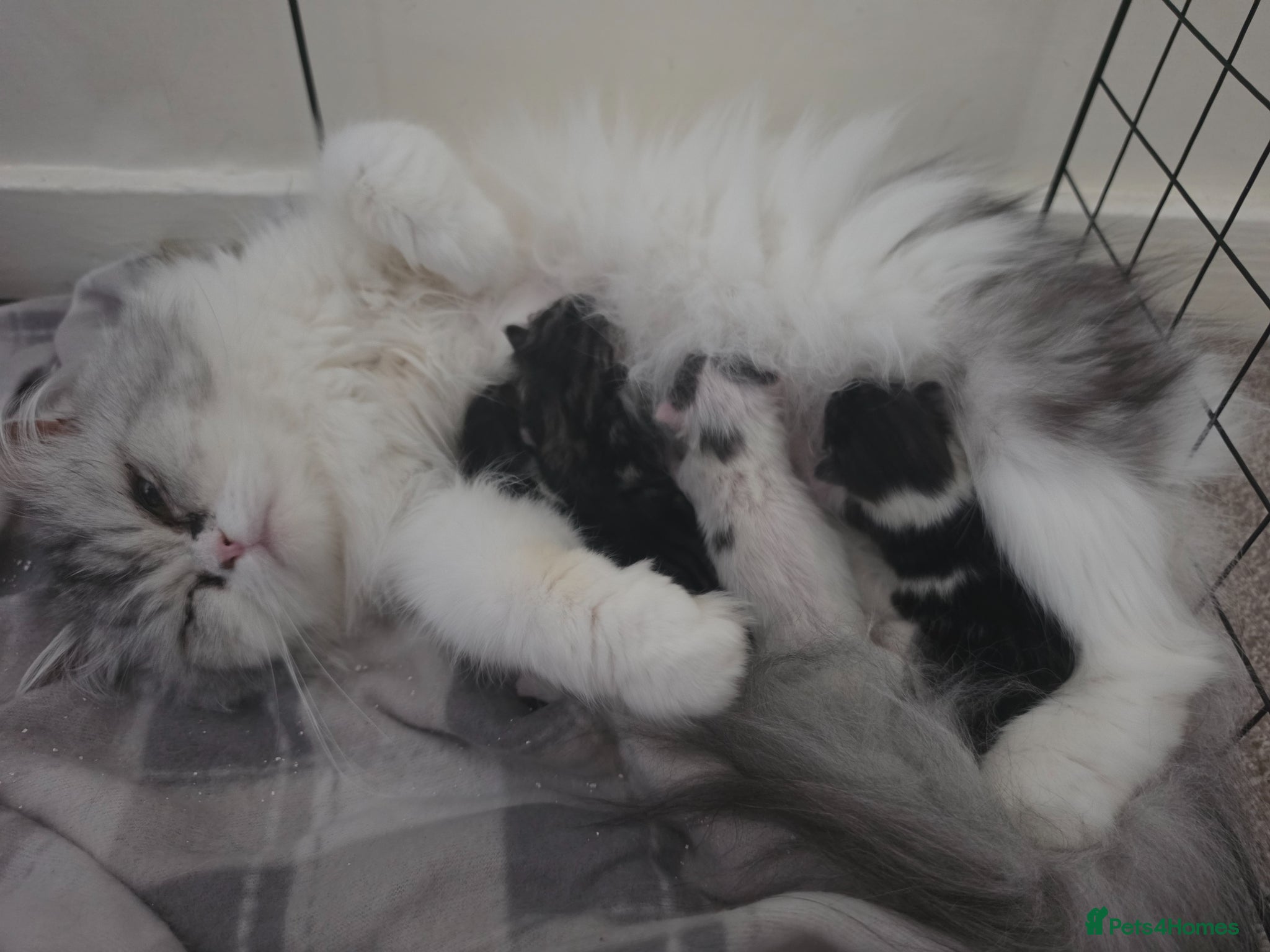 Persian cats Beautiful Persian Mix Kittens - Advert 1