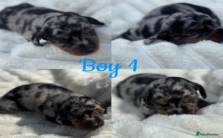 Miniature Dachshund dogs - Advert 12