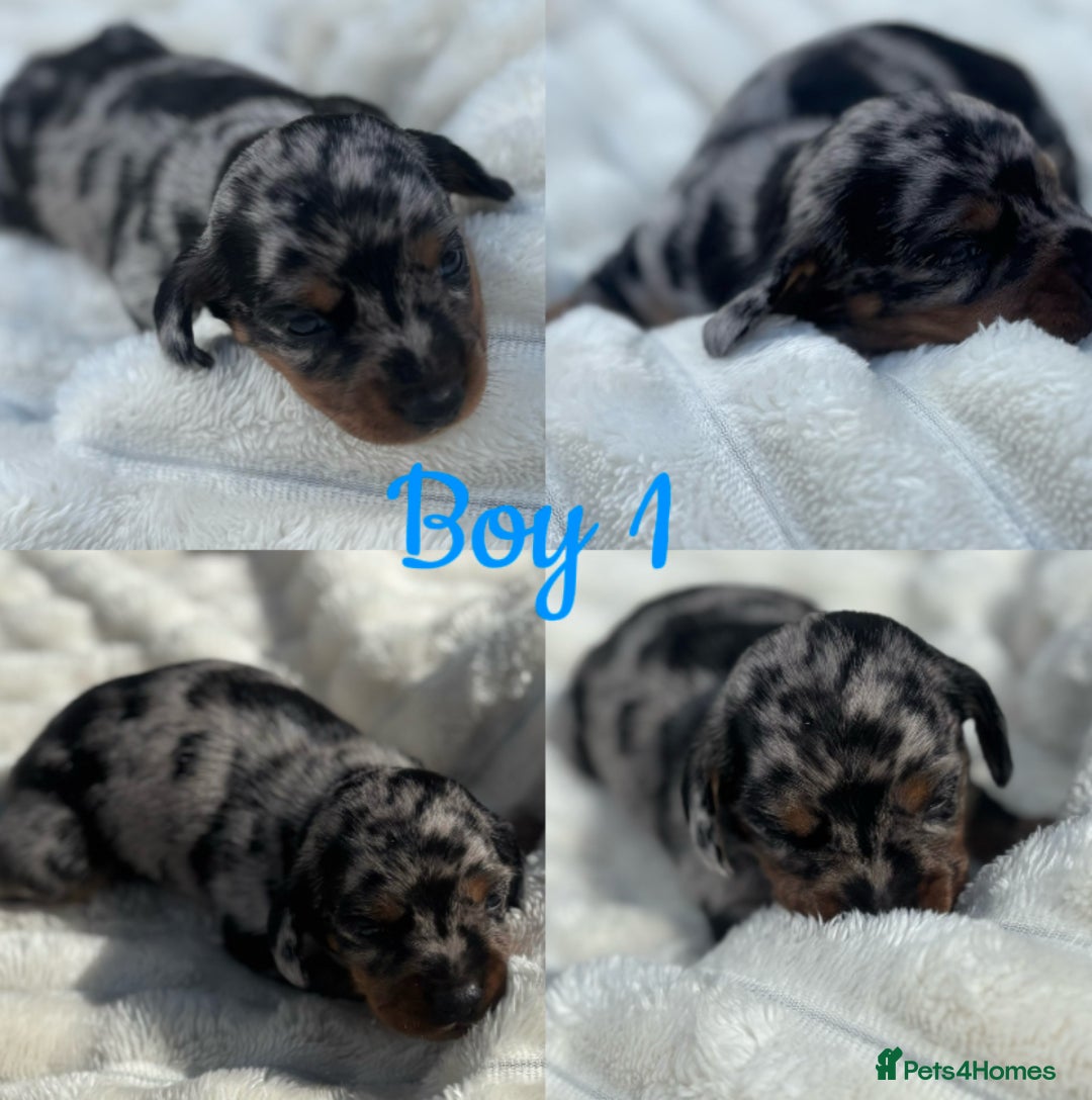 Miniature Dachshund dogs for sale: KC Miniature Dachshunds  - Image 1