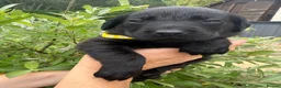 Labrador Retriever dogs for sale: Beautiful KC Black Labrador Retriever Puppies  - Advert 6