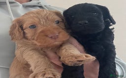Cockapoo dogs for sale: F1 cockapoo puppies - Image 5