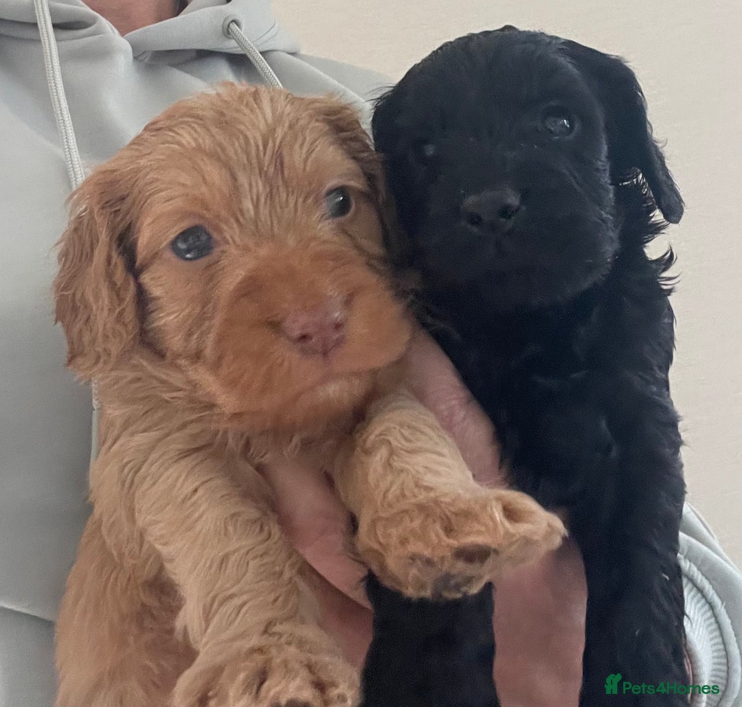 Cockapoo dogs for sale: F1 cockapoo puppies - Image 5