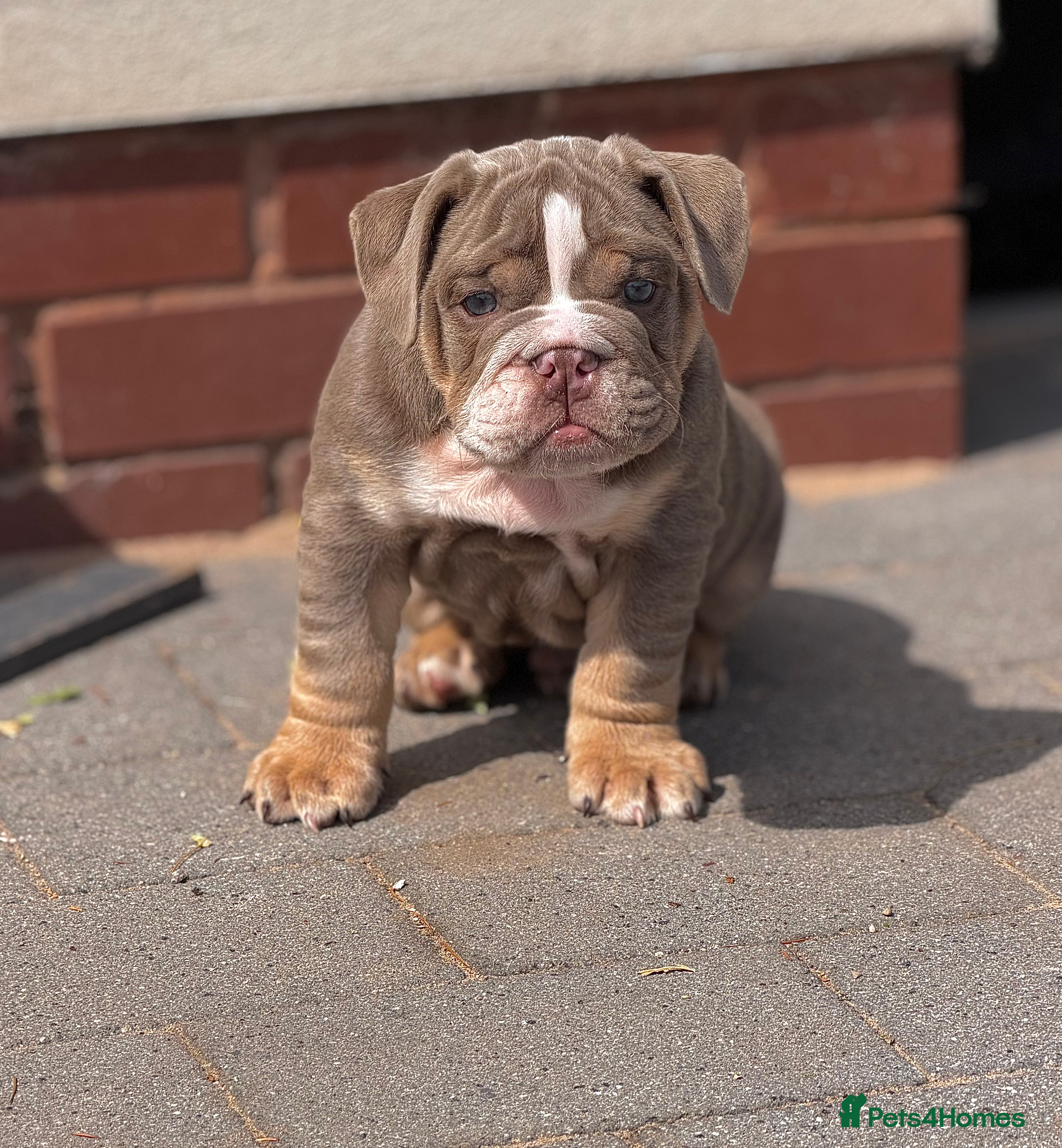 English Bulldog dogs Beautiful English Bulldog Puppies - Advert 2