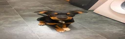 Mixed Breed dogs for sale: Rottweiler mix border collie!  in Croydon - Advert 7