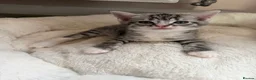 Bengal cats for sale: Beautiful baby kitten❤️ - Advert 23