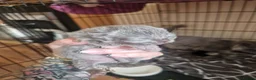 Mixed Breed cats for sale: Persian/chinchilla  - Advert 9