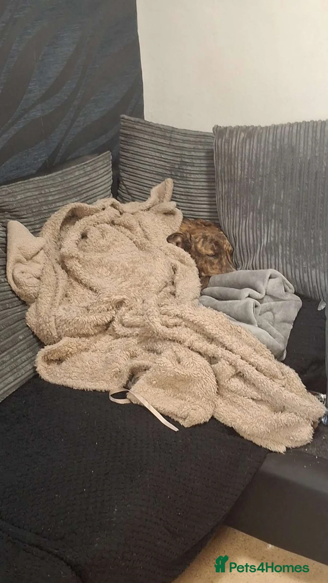 Mixed Breed dogs for sale: Rehoming Daisy - Advert 7