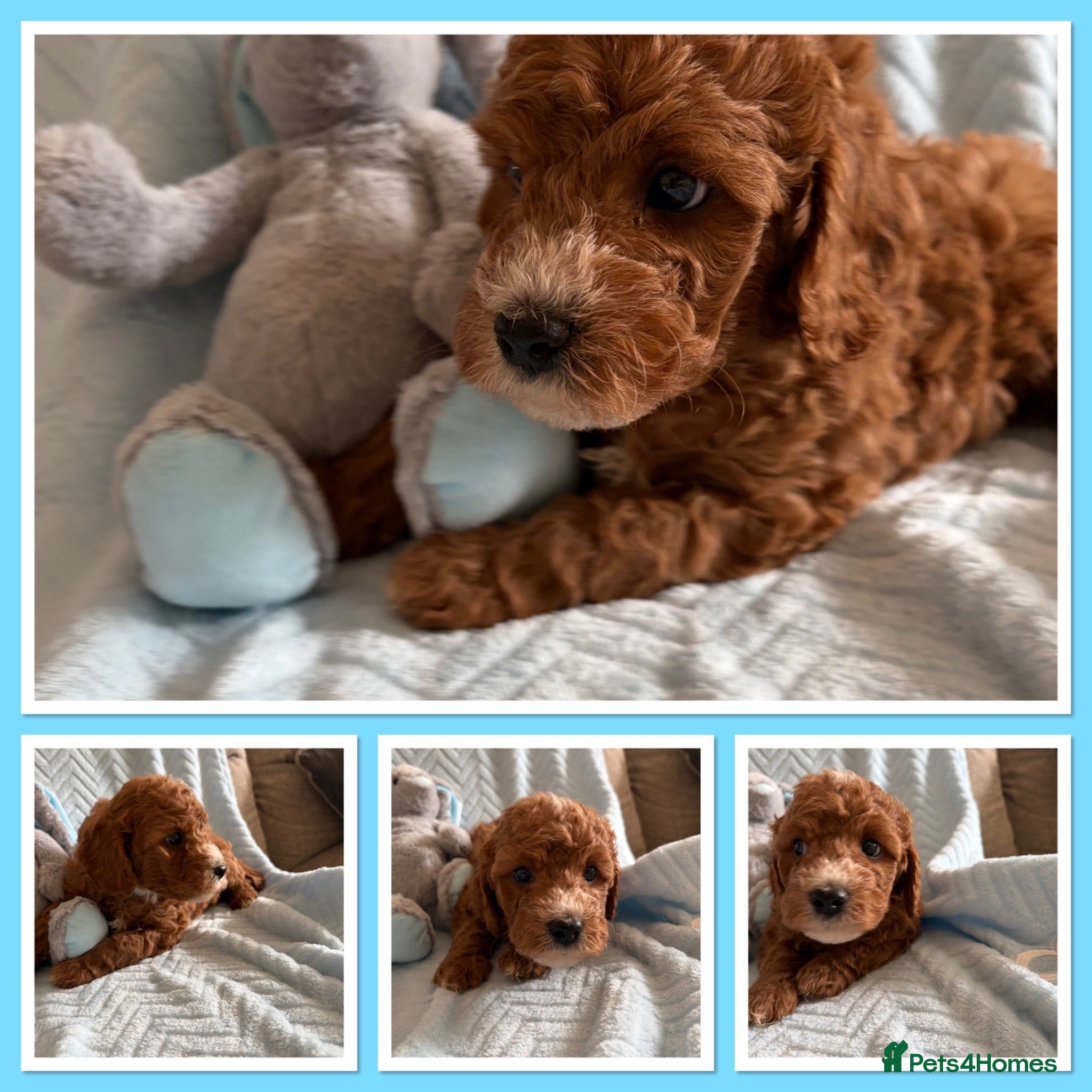 Cavapoo dogs Gorgeous F1B Cavapoo puppies - Advert 1