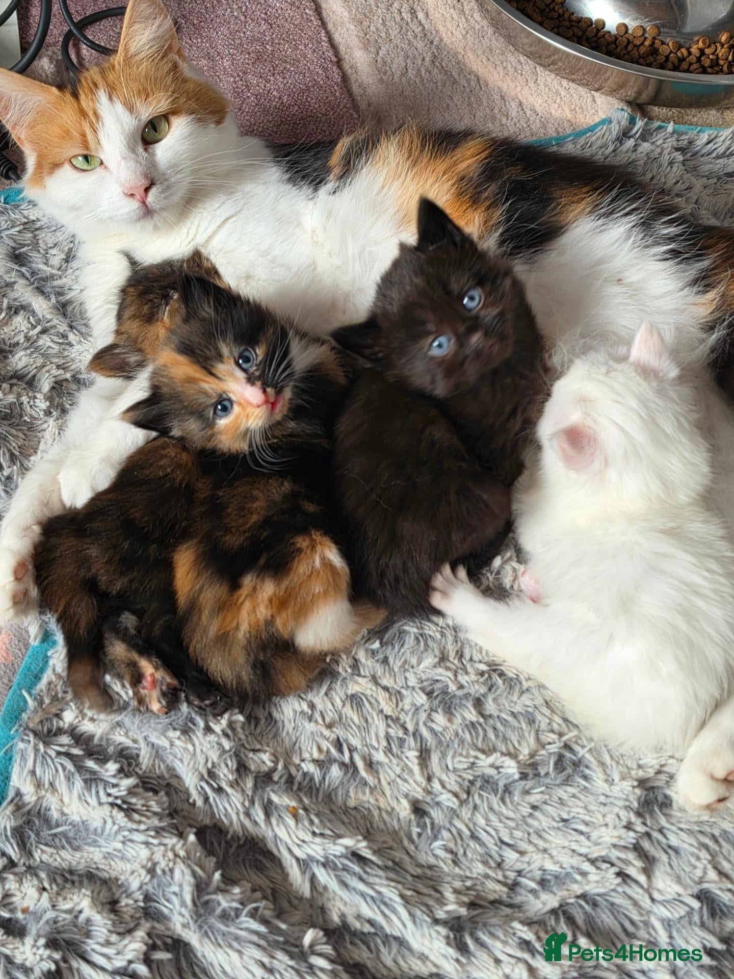 Mixed Breed cats Kitten for sale female - Advert 1