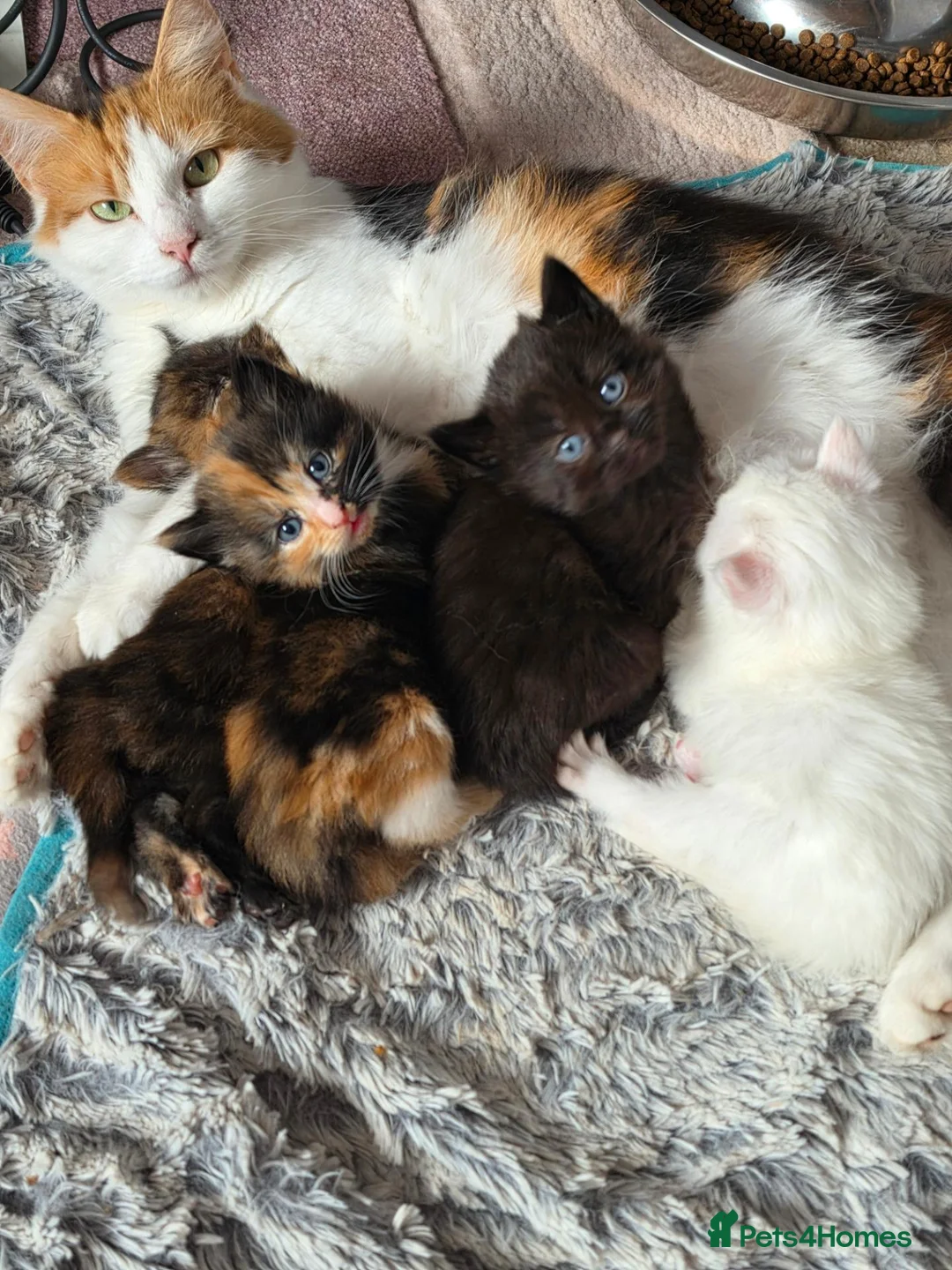 Mixed Breed cats for sale: Kitten for sale female - Advert 1
