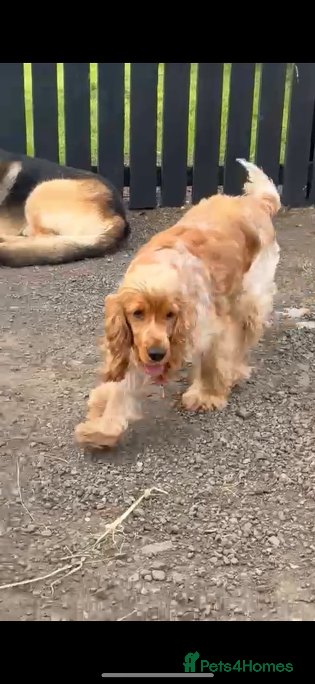 Cockapoo dogs for sale: Cockapoo puppies  - Advert 3