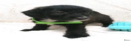 Jackapoo dogs for sale: 7 Beautiful Jackapoo puppies  - Advert 12
