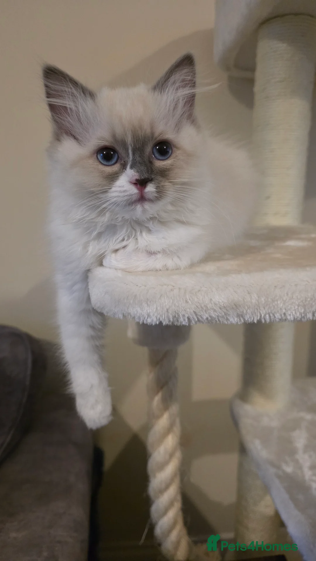 Ragdoll cats for sale: Beautiful Blue Bicolour Female  - Advert 5