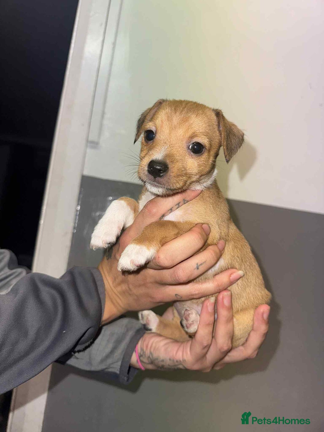 Patterjack dogs for sale: Patterjack/jackrussel - Image 20