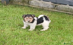 Fox Terrier dogs for sale: KC Reg Wire Fox Terrier Puppies READY NOW - Image 2