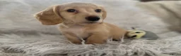 Miniature Dachshund dogs for sale: KC Longhaired Cream Miniature Dachshund Puppies - Advert 19