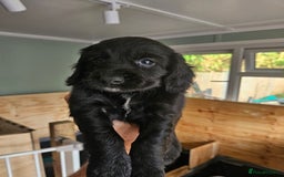 Cocker Spaniel dogs for sale: beautiful cocker spaniel puppies - Image 5