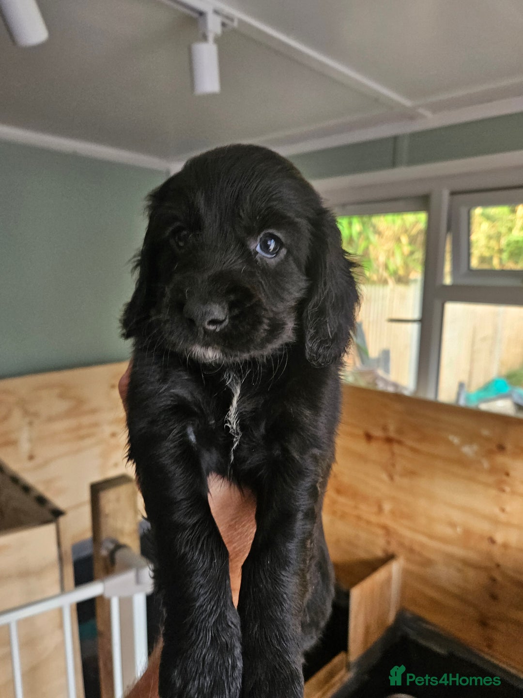 Cocker Spaniel dogs for sale: beautiful cocker spaniel puppies - Image 5