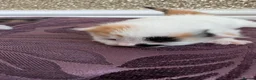 Mixed Breed cats for sale: £40 each or 2 for £70 - read description :) in Liverpool - Advert 23