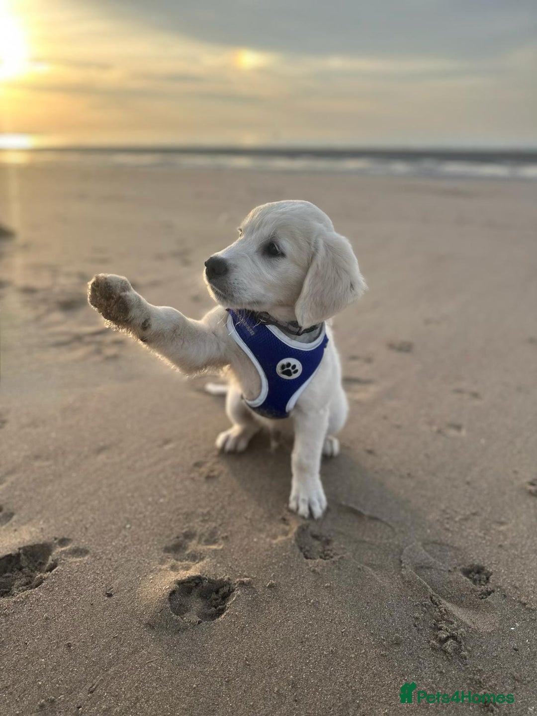 Golden Retriever dogs for sale: Golden Retriever Boy - Advert 5