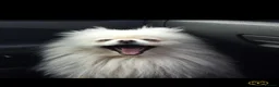 Mixed Breed dogs for sale: Jack russell x pomeranian  - Advert 10