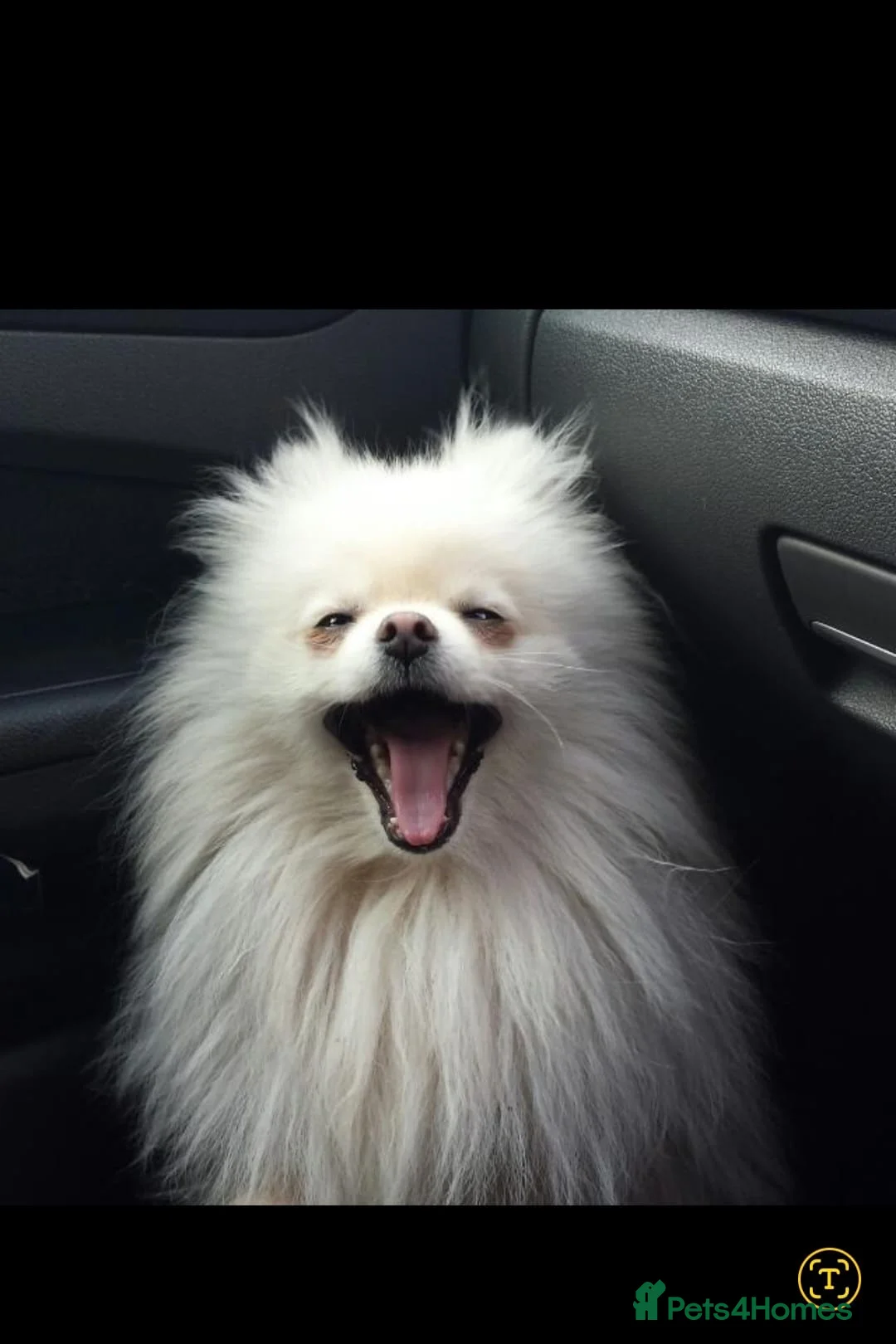 Mixed Breed dogs for sale: Jack russell x pomeranian  - Advert 10
