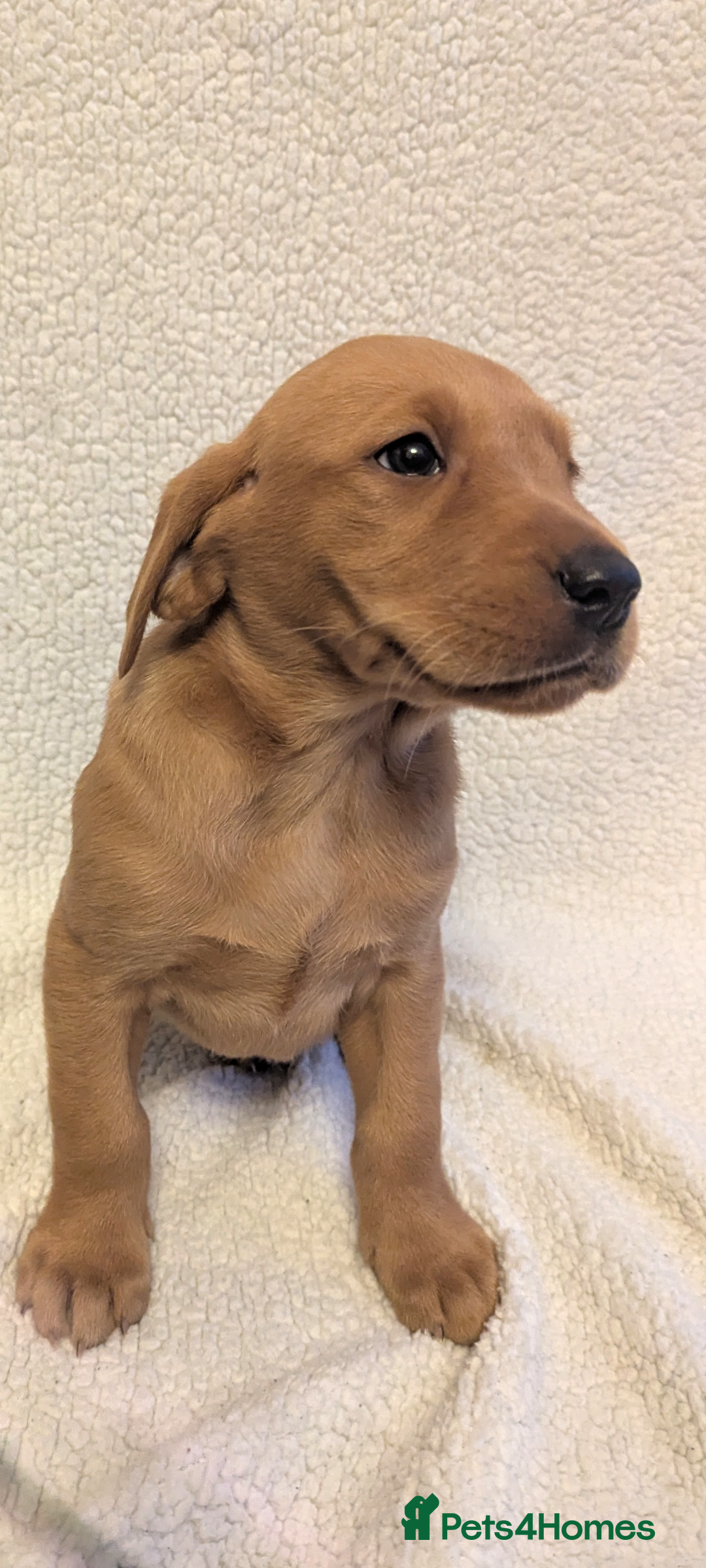 Labrador Retriever dogs for sale: Fox red Labradors  - Advert 18