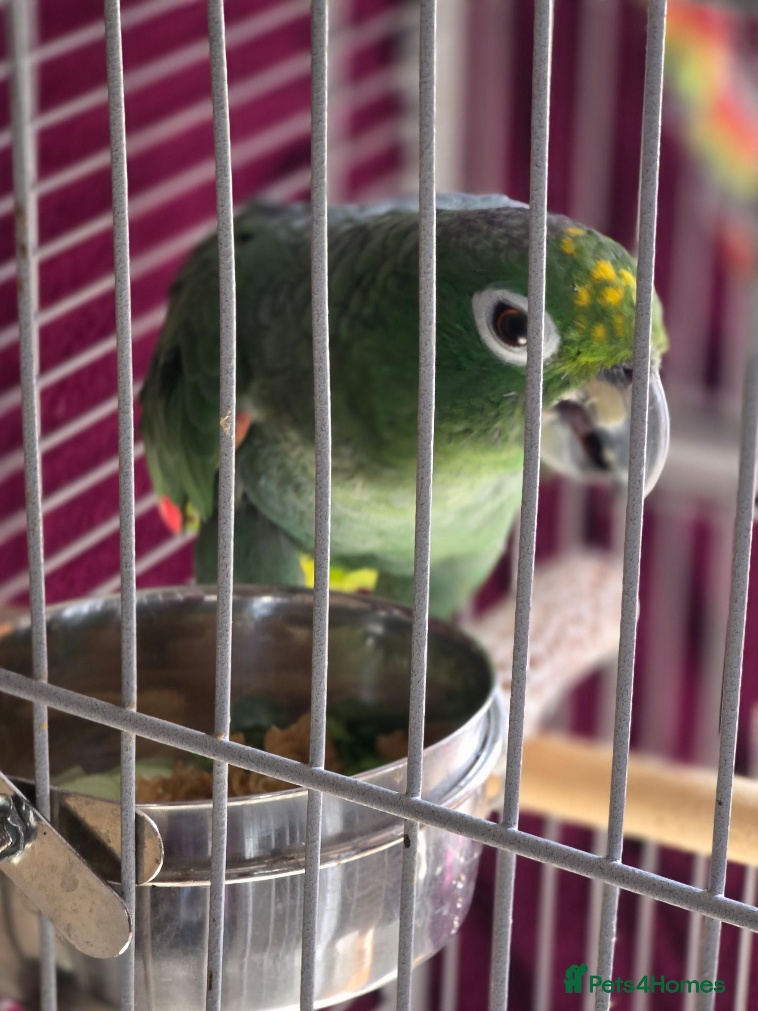 Parrots birds Amazon parrot 🦜  - Advert 1