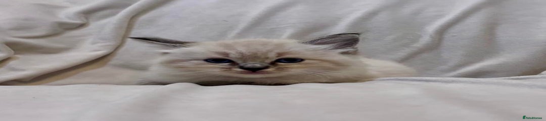 Ragdoll Kitten 1