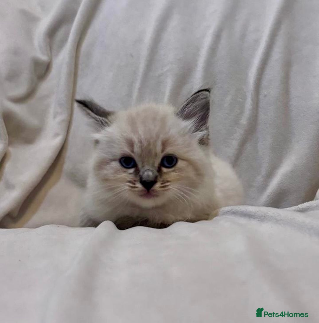Ragdoll cats for sale: Beautiful Ragdoll kittens - Image 7