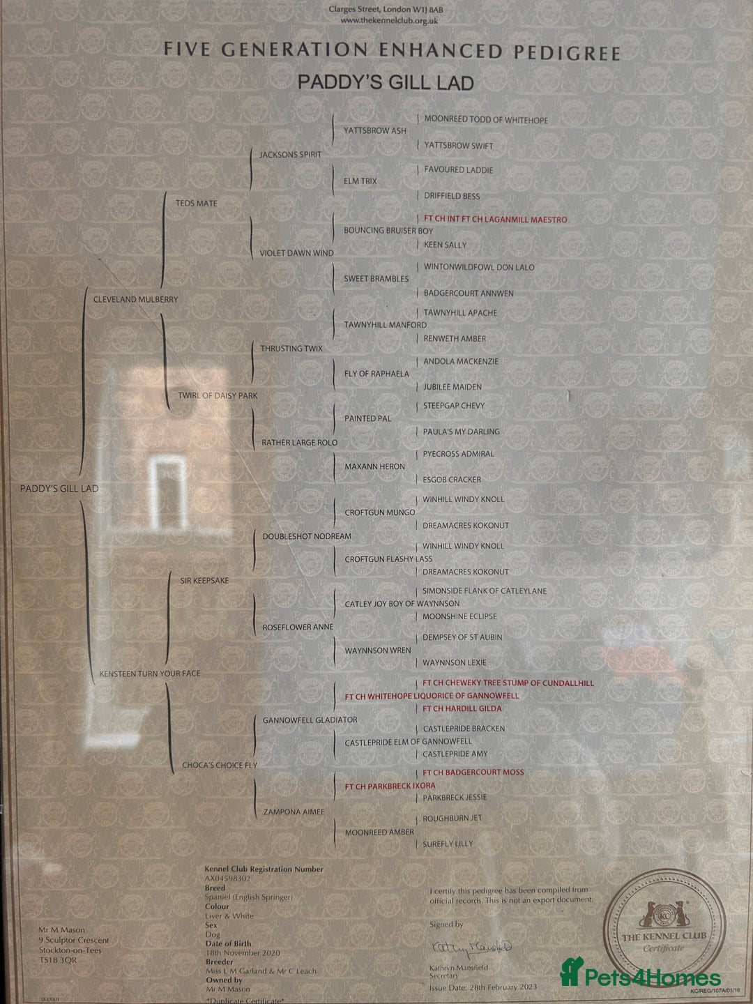 English Springer Spaniel dogs for stud: English Springer Spaniel Stud – “PADDY’S GILL LAD - Advert 10