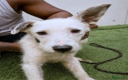 Mixed Breed dogs for adoption: 🐾 Poppy – hoping for gentle arms to trust - Advert 1