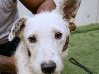 Mixed Breed dogs 🐾 Poppy – hoping for gentle arms to trust - Advert 1