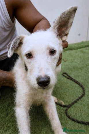 Mixed Breed dogs 🐾 Poppy – hoping for gentle arms to trust - Advert 1