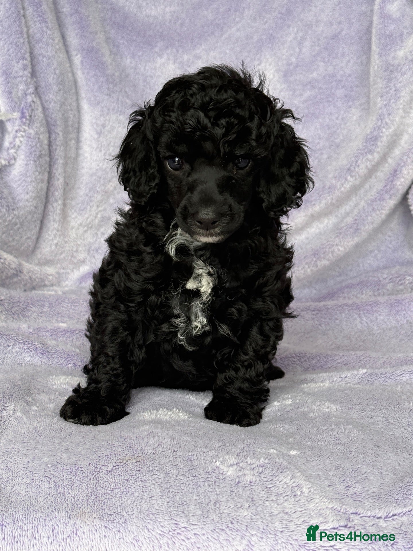 Toy Poodle dogs Beautiful Black Toy Poodle Girl Available - Advert 1