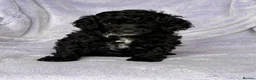 Toy Poodle dogs for sale: Beautiful Black Toy Poodle Girl Available - Advert 1