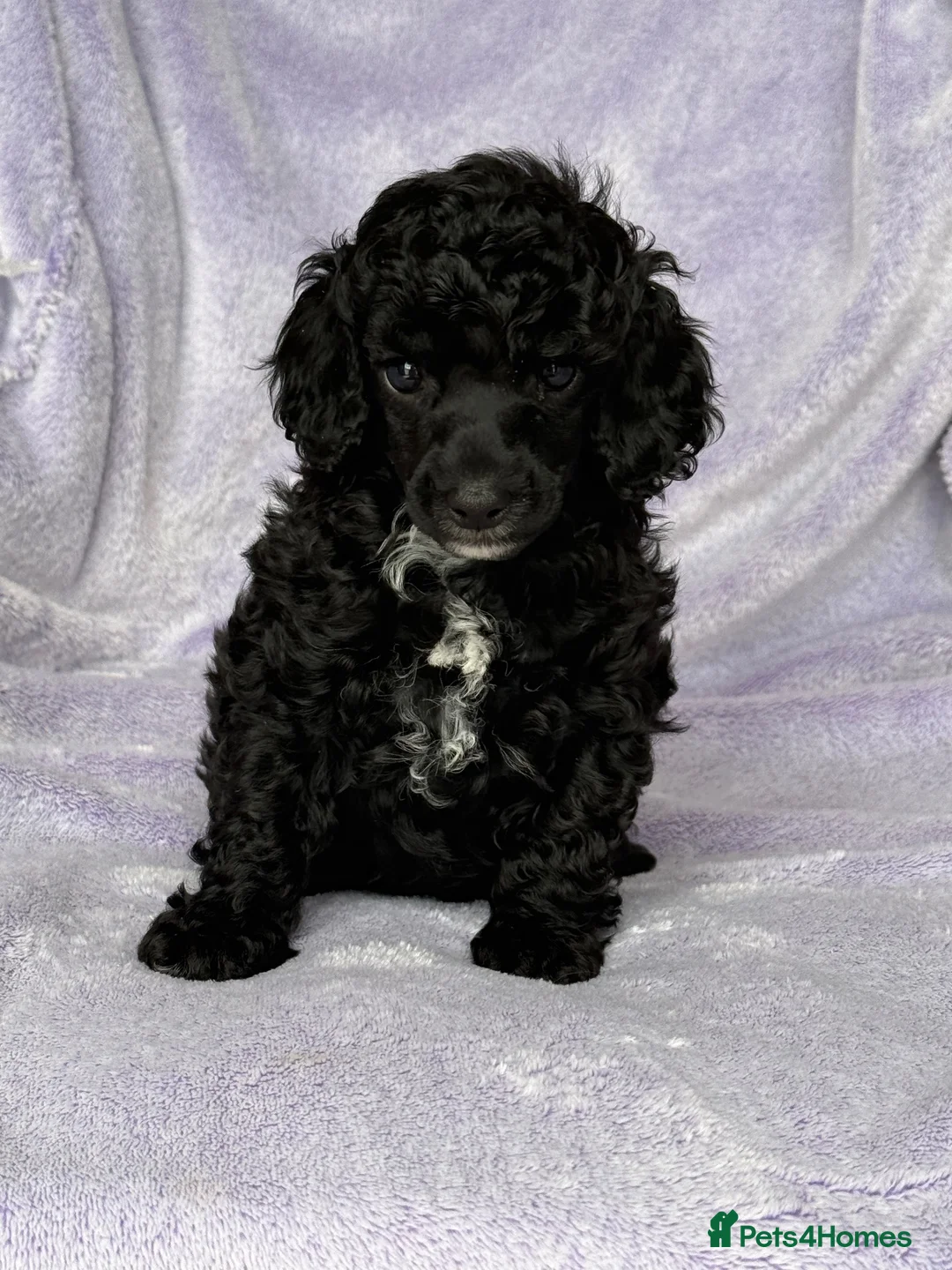 Toy Poodle dogs for sale: Beautiful Black Toy Poodle Girl Available - Advert 1