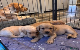 Labrador Retriever dogs for sale: Labrador Puppies Yellow & Red Fox  - Advert 9