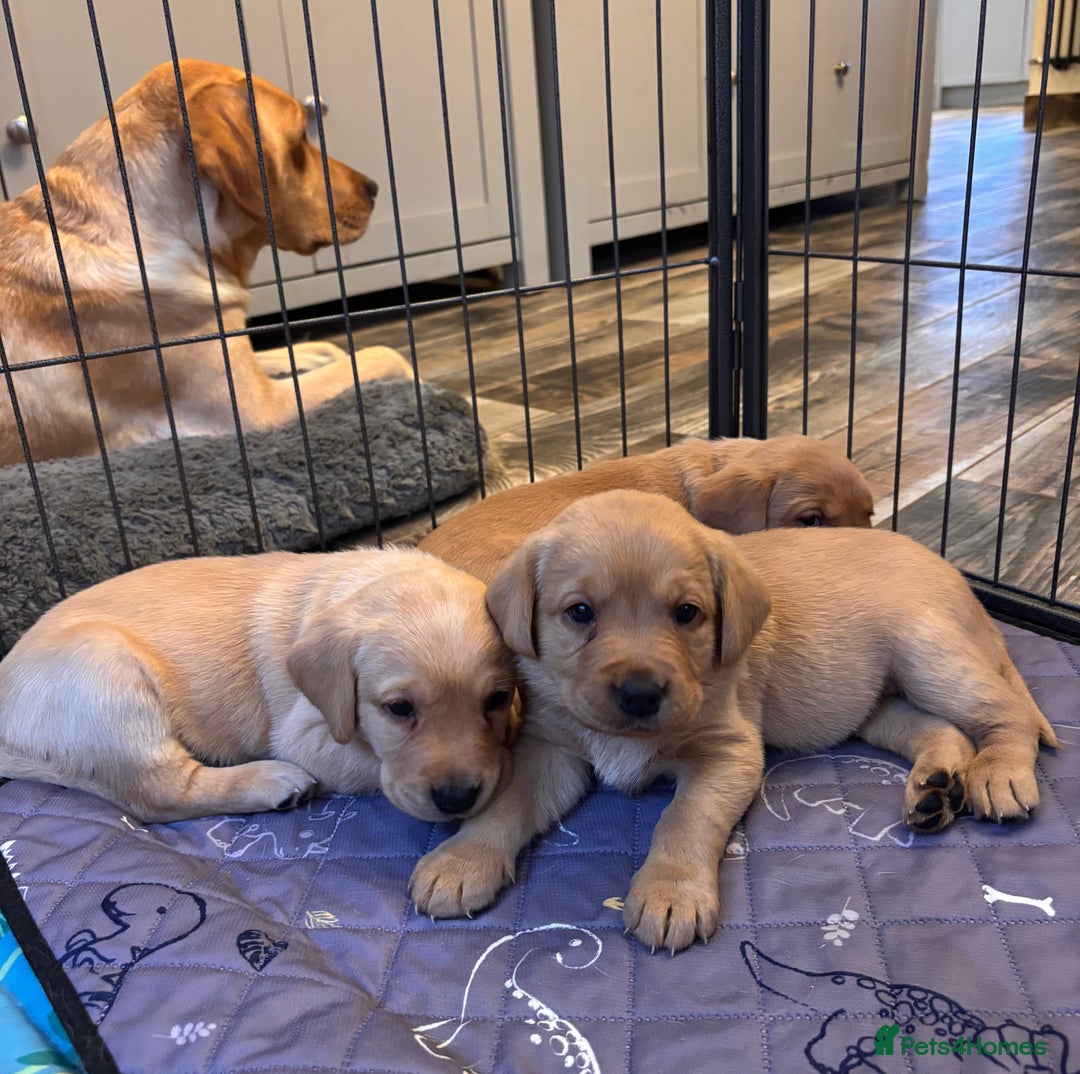Labrador Retriever dogs for sale: Labrador Puppies Yellow & Red Fox  - Advert 9