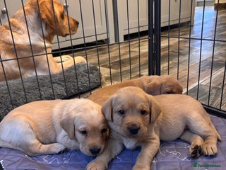 Labrador Retriever dogs Labrador Puppies Yellow & Red Fox - Advert 12